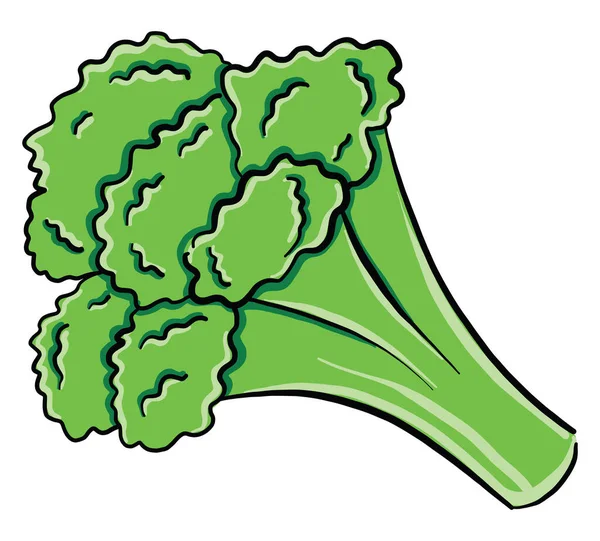 Taze Brokoli Illüstrasyon Beyaz Arkaplanda Vektör — Stok Vektör