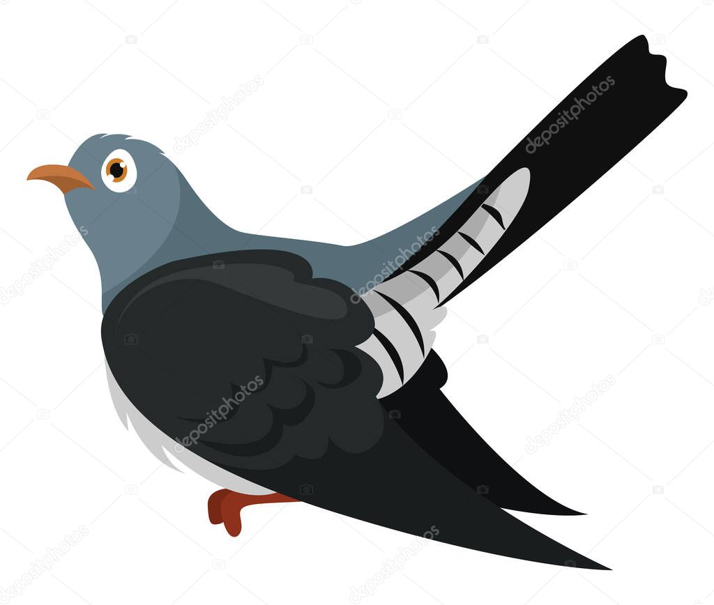 Black cuckoo, illustration, vector on white background