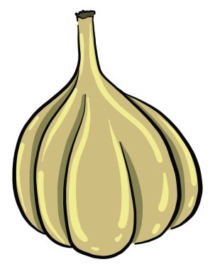 Taze sarımsak, illüstrasyon, beyaz arkaplanda vektör