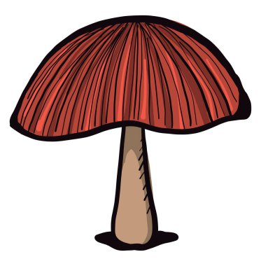 Orman mantarı, illüstrasyon, beyaz arkaplanda vektör
