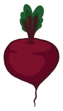 Lezzetli pancar, illüstrasyon, beyaz arkaplanda vektör