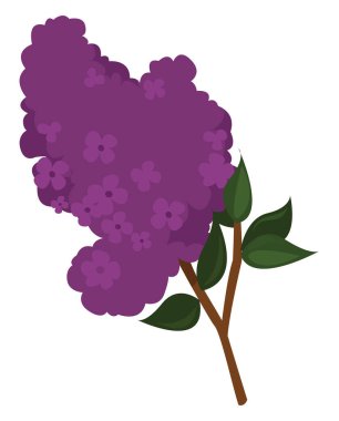 Mor leylak, illüstrasyon, beyaz arkaplanda vektör