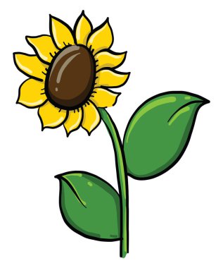 Ayçiçeği, illüstrasyon, beyaz arka plan vektör