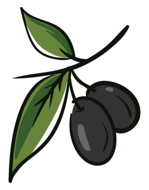 Siyah zeytin, illüstrasyon, beyaz arkaplanda vektör