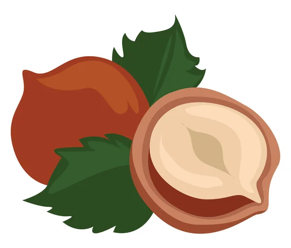 Hazelnut Leaves Illustration Vector White Background — Stock Vector