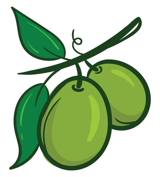 Grüne Olive Illustration Vektor Auf Weißem Hintergrund — Stockvektor