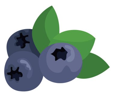 Yapraklı yaban mersini, illüstrasyon, beyaz arkaplanda vektör