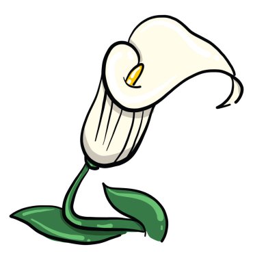 Güzel kalla çiçeği, illüstrasyon, beyaz arkaplanda vektör