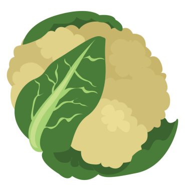 Karnabahar, illüstrasyon, beyaz arkaplanda vektör