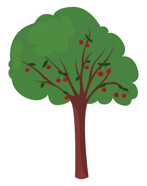 Kersenboom Illustratie Vector Witte Achtergrond — Stockvector