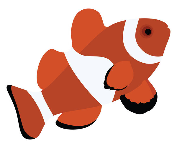 Clownfish, illustration, vector on white background