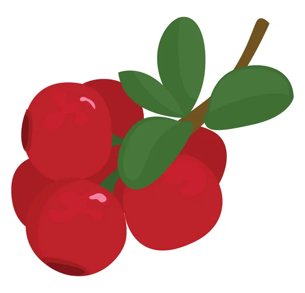 Cowberry Rojo Con Hojas Verdes Ilustración Vector Sobre Fondo Blanco — Vector de stock