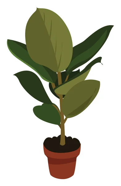 Ficus Pot Illusztráció Vektor Fehér Háttér — Stock Vector
