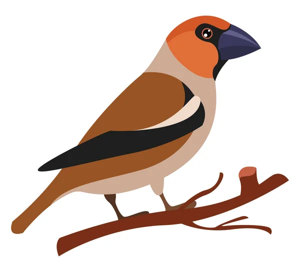 Hawfinch Ilustración Vector Sobre Fondo Blanco — Vector de stock