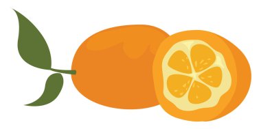 Kumquat meyvesi, illüstrasyon, beyaz arkaplan üzerindeki vektör