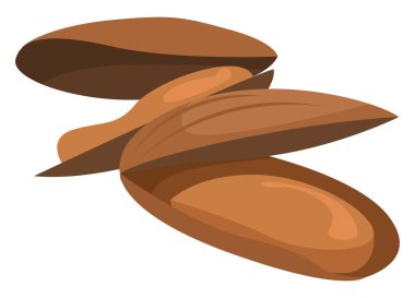 Midye, illüstrasyon, beyaz arkaplan vektörü