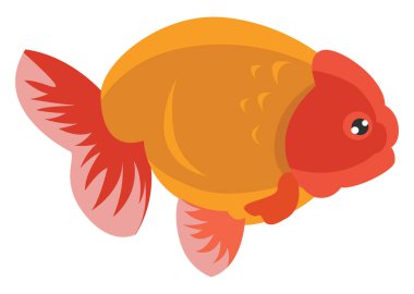 Ranchu balığı, illüstrasyon, beyaz arkaplanda vektör