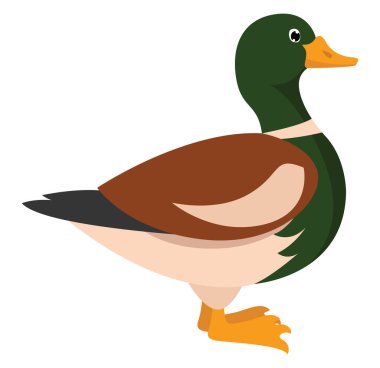 Yaban ördeği, illüstrasyon, beyaz arka plan vektörü