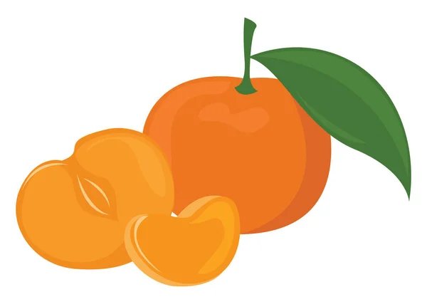 Mandarinfrukt Illustration Vektor Vit Bakgrund — Stock vektor