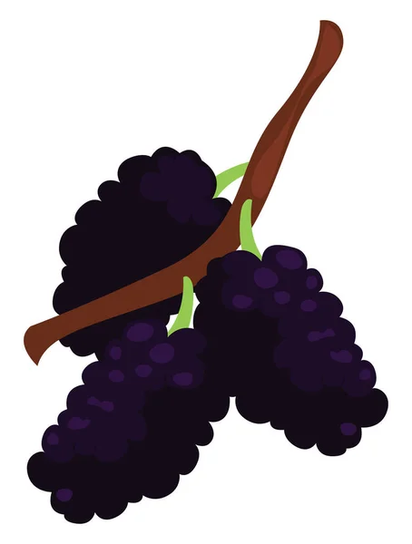 Mulberry Fruit Illustration Vector White Background — Stock Vector