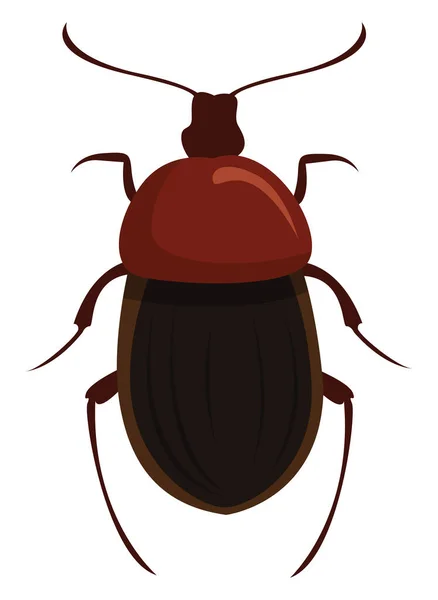 Silphidae Illustratie Vector Witte Achtergrond — Stockvector