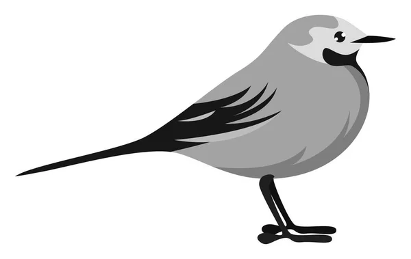 Wagtail Blanco Ilustración Vector Sobre Fondo Blanco — Archivo Imágenes Vectoriales