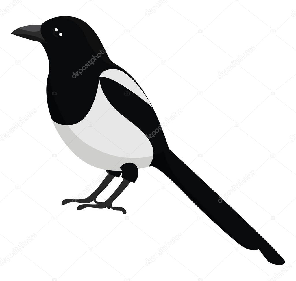 Magpie bird, illustration, vector on white background