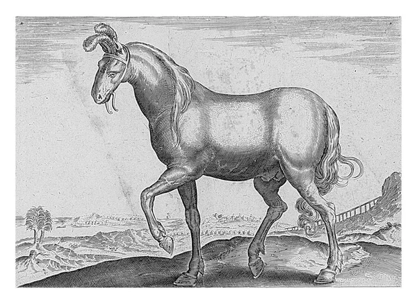 Paard Uit Armenië Anoniem Naar Hieronymus Wierix Naar Jan Van — Stockfoto