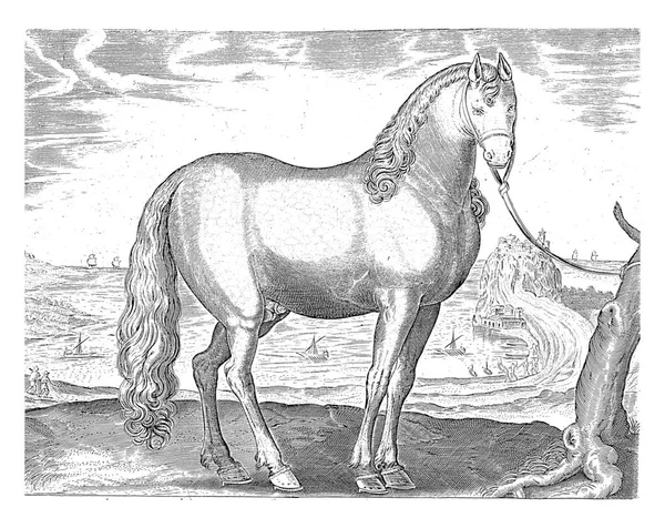 Pferd Aus Der Bretagne Bretagne Anonym Nach Hieronymus Wierix Nach — Stockfoto