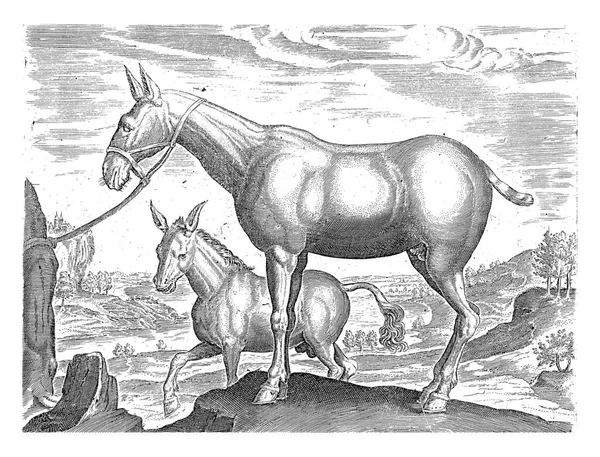 Mule Donkey Philips Galle Jan Van Der Straet 1624 1648 — 스톡 사진