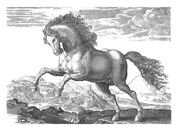 Άγριο Άλογο Ανώνυμο Μετά Τον Hendrick Goltzius Μετά Τον Jan — Φωτογραφία Αρχείου