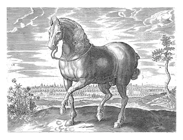 Paard Uit Gelre Anoniem Naar Hans Collaert Naar Jan Van — Stockfoto