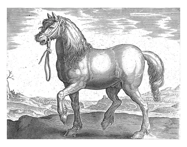 Cheval Gulik Juliaque Anonyme Après Hans Collaert Après Hendrick Goltzius — Photo