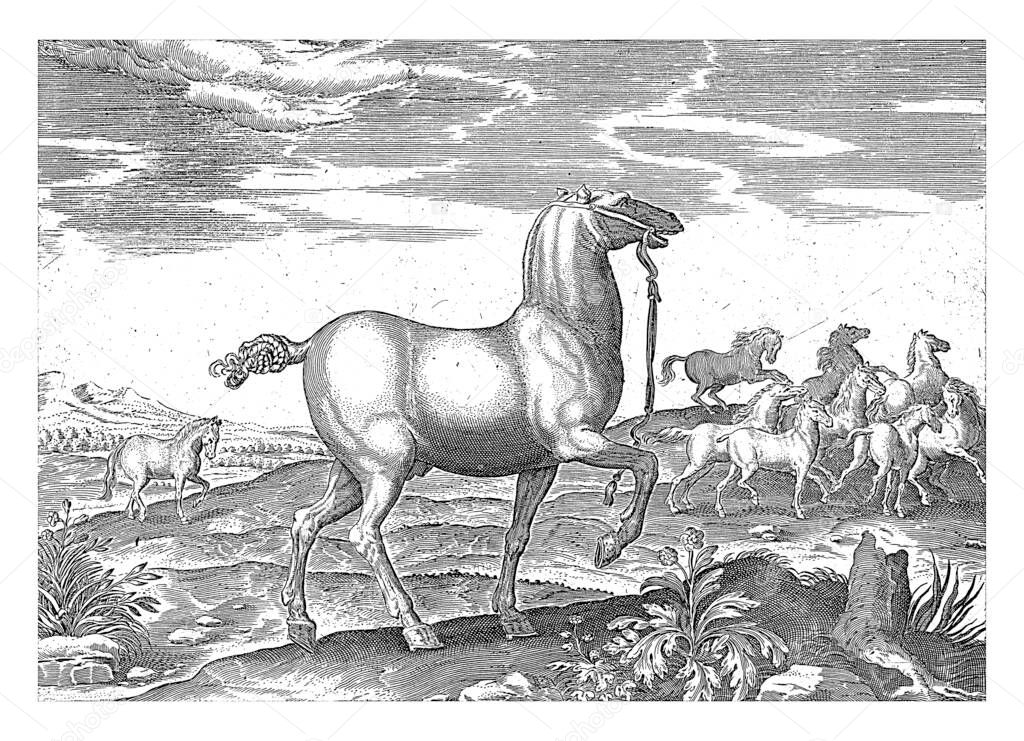 Herd of Wild Horses, anonymous, after Hendrick Goltzius, after Jan van der Straet, 1624 - before 1648 In the foreground a horse in profile. In the background a herd of wild horses, vintage engraving.
