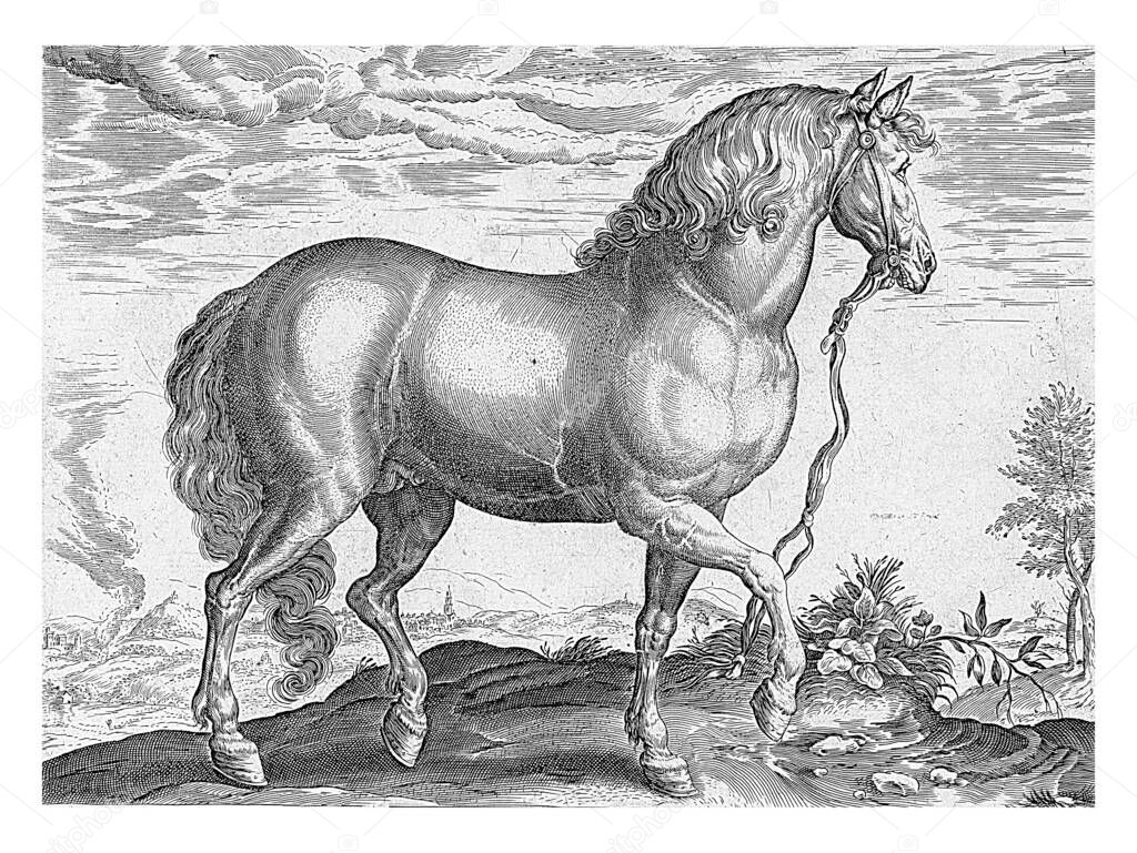 Horse from Calabria, anonymous, after Hendrick Goltzius, after Jan van der Straet, 1624 - before 1648 A horse from Calabria in a landscape, vintage engraving.