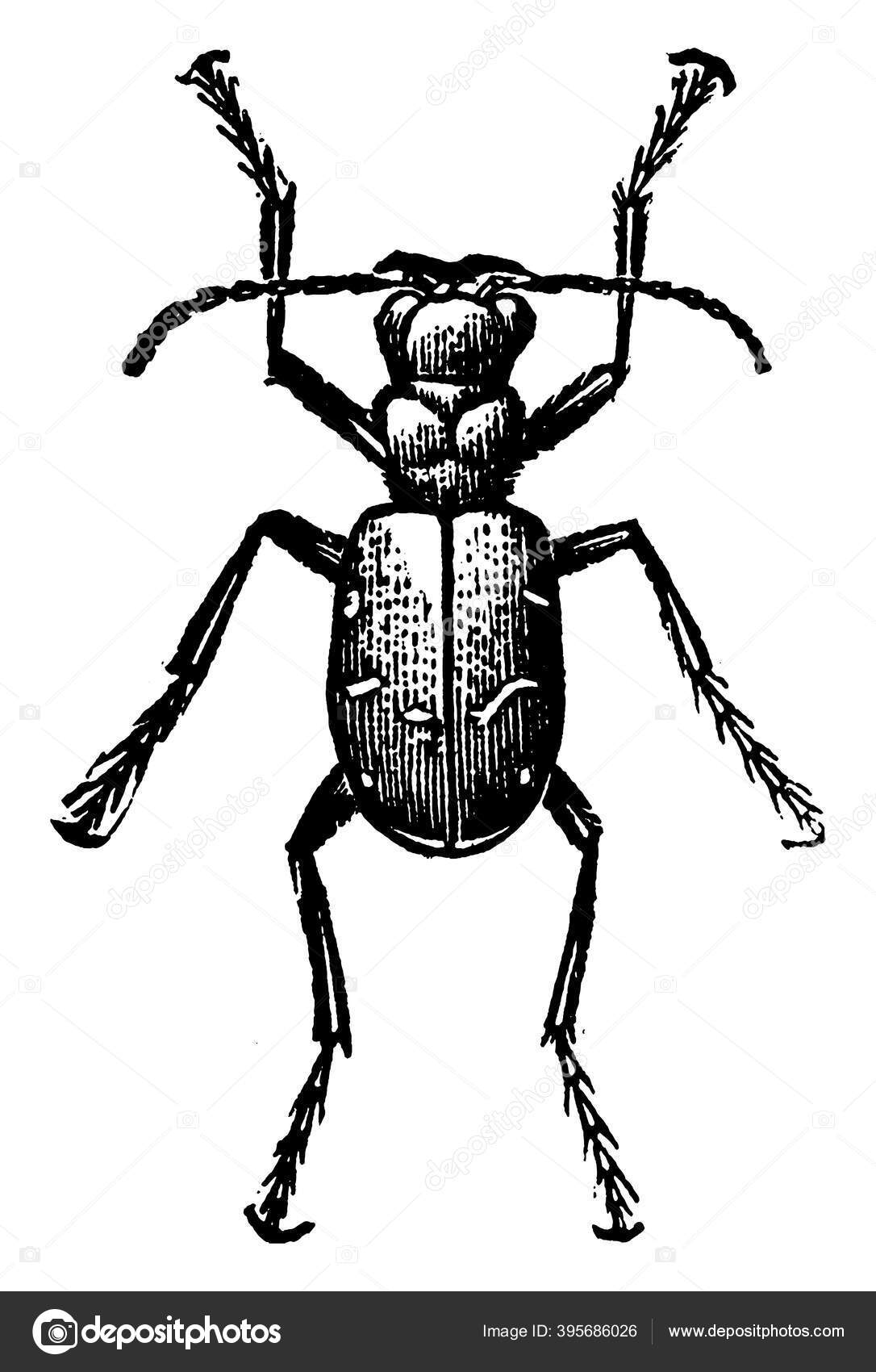 Tiger Beetle Cicindela Hudsoni Can Run Speed Жук Смежными Задними.