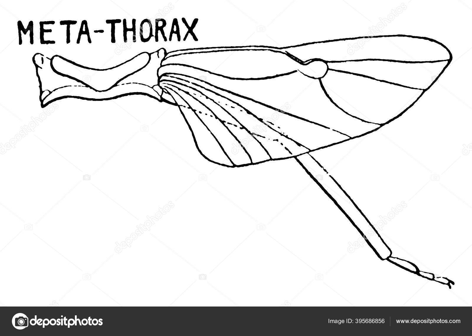 Body Section Stink Bug Head Called Thorax Diagram Show Metathorax Vector Image By C Morphart Vector Stock