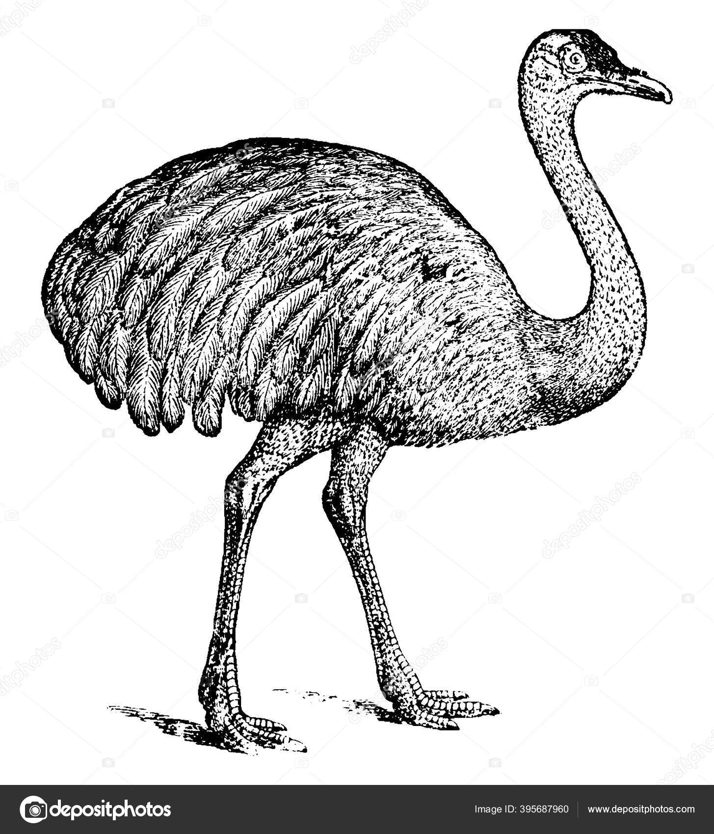 Ostrich Large Flightless Bird Native Africa Family Struthionidae