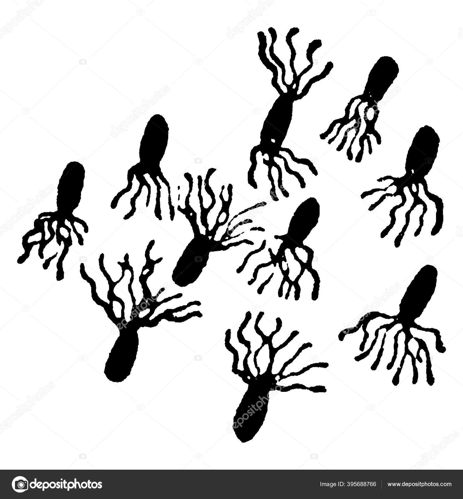 Typical Representation Motile Rod Shaped Bacteria Pseudomonas Pyocyanea
