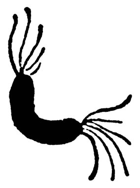 Hareketli ve spiral şekilli bakterilerin tipik bir temsili, the motile ve spiral şekilli bakteriler, the menu of silia, vintage line draw or gravting illustration.