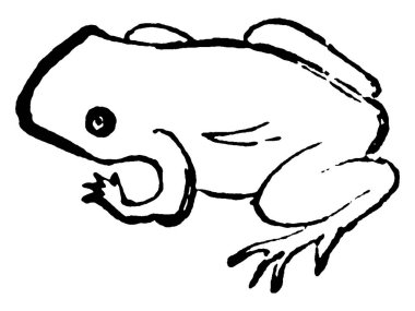 Kurbağa, Bufonidae familyasına ait etobur ve kuyruksuz bir amfibidir. Kurbağaya benziyor ama farklı bir aileye ait. Bu figür Kurbağa, klasik çizgi çizimi veya gravür illüstrasyonunun gelişimini temsil eder..