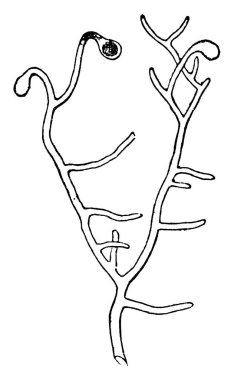 Vaucheria, tatlı su ortamında bulunan yeşil sarı renkli bir yosundur..