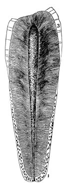 İnsan dişlerinin iç yapısı diş minesi, dentin, cementum ve pullu doku, klasik çizgi çizimi veya oyma çiziminden oluşur..