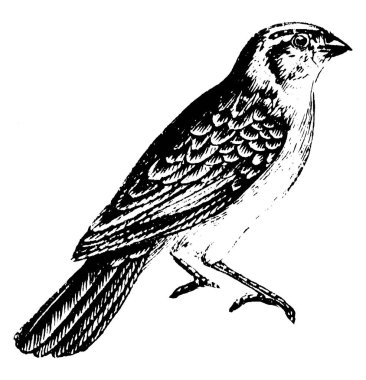 Üreme mevsiminde erkek Whidah ispinozunun uzun, sarkık kuyruk tüyleri onlara tuhaf ve farklı bir görünüm verir..