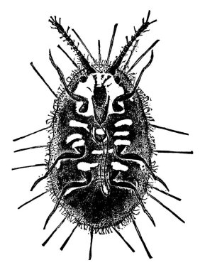 Kadın pamuk yastık ölçeği (Icerya Purchasi), klasik çizgi çizimi veya gravür çizimi.