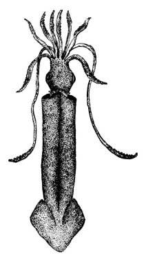Mürekkep balığı uzun gövdeli, büyük gözlü, sekiz kollu ve iki dokunaçlı bir deniz yumuşakçasıdır..