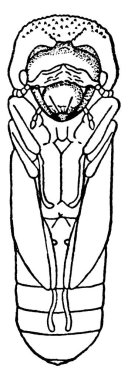 Elma Dalı Sıkıcı, canlı meyve dalları ve üzüm bağları, klasik çizim ya da oyma resimlerine işlemiş..