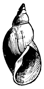 Pond Salyangoz, Lymnaeidae familyasından bir salyangoz türüdür..