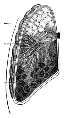 Ciğerlerin iç yapısı işlevi, solunum, vintage çizgi çizimi veya kabartma çizimi adı verilen gaz değişim sürecidir..
