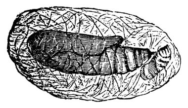 Lahana Plusia, ince kozasında pupa 'yı, klasik çizim ya da gravür çizimini gösterir..